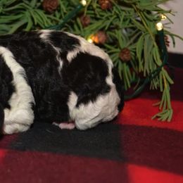 Poodle Puppies from Piney Woods Standard Poodles