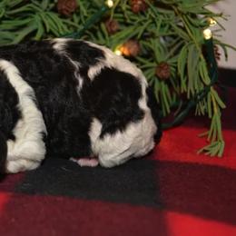 Poodle Puppies from Piney Woods Standard Poodles