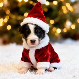 Rowdy - Black tri-color male Australian Shepherd puppy in Sedalia, Missouri from Affinity Aussies