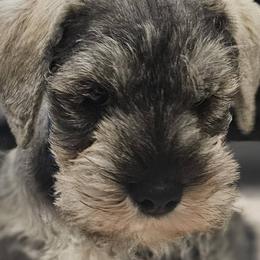 Miniature Schnauzers from Angela Kathleen Stout