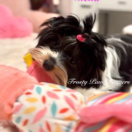 Stella - Black tan and white female Biewer Terrier puppy in Palmer, Alaska from Frosty Paw Biewers and Yorkshires