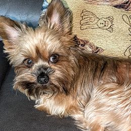 Shih Tzus and Yorkshire Terriers from Ali Paws Acres