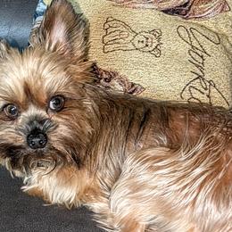 Shih Tzus and Yorkshire Terriers from Ali Paws Acres