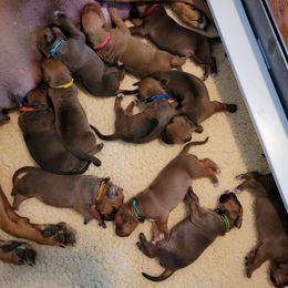 Rhodesian Ridgeback Puppies from Churchill Rhodesian Ridgebacks