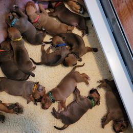 Rhodesian Ridgeback Puppies from Churchill Rhodesian Ridgebacks