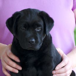 Gordon Setter and Labrador Retriever Puppies from Fenwyck