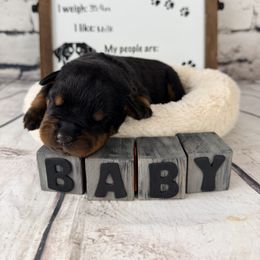 Steel - Black and mahogany male Rottweiler puppy in Crivitz, Wisconsin from Khaotic Rottweilers