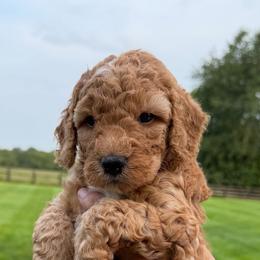 Girl 4 - Red  female Goldendoodle puppy in Wilmore, Kentucky from Central Kentucky Goldendoodles