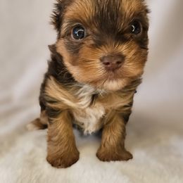 Yorkshire Terrier Puppies from Lady A's Yorkies
