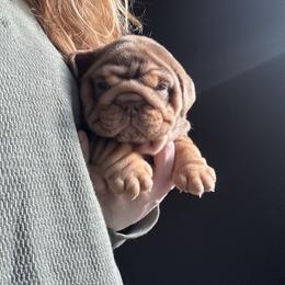 Girl 1 - Chocolate tri-color female Bulldog puppy in Bonney Lake, Washington from Sitka spruce bulldogs