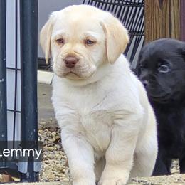 Lemmy - Yellow male Labrador Retriever puppy in Greenwich, Ohio from Pure Gem Kennel