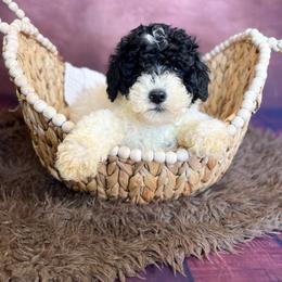 Marshmallow - Tri-color female Bernedoodle puppy in Grove, Oklahoma from Guinn Family Farms