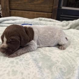 Blue - Liver roan male German Shorthaired Pointer puppy in Huntington, Texas from B&B GSP’S