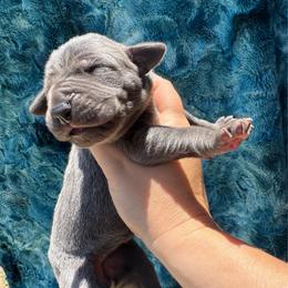 Sapphire - Blue female Great Dane puppy in Rosharon, Texas from Parker's Great Danes
