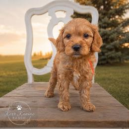 Franklin - Red  male Goldendoodle puppy in Ashton, Idaho from Kerr Kanine Ranch