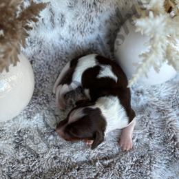 Dachshund Puppies from CSW Dachshunds