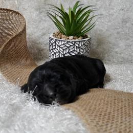 Cocker Spaniel Puppies from Chloe's Cocker Spaniels