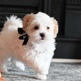 Cavalier King Charles Spaniels, Havapoos, Maltipoos, Morkies, and Yorkipoos from Happy Tail Puppies