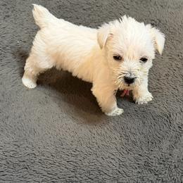 Pink collar - White female Miniature Schnauzer puppy in Hiddenite, North Carolina from Beyond Blessed Pawz