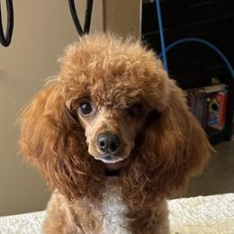 Poodle Puppies from Top Shelf Toy Dogs