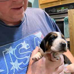 Basset Hound Puppies from 5th Day Farm