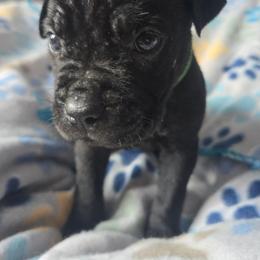 Green Collar - Black male Cane Corso puppy in Henry, Virginia from Hardradas Dynasty Cane Corso