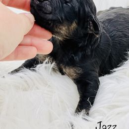 Goldendoodle Puppies from Lipscomb Doodles