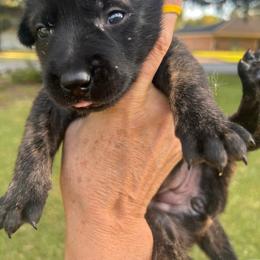 Female 1 - Black brindle female Dutch Shepherd puppy in Raceland, Louisiana from Fontana Farm