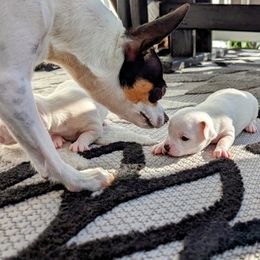 Chihuahua Puppies from Wilds Farms