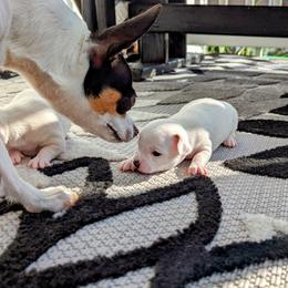 Chihuahua Puppies from Wilds Farms