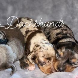 Dachshund Puppies from Camacho_Dachshunds