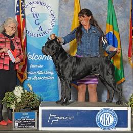 Riddick - Cane Corso