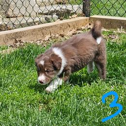 Girl 3 - Tri-color female Border Collie puppy in Wakeman, Ohio from Sandstone Ridge Kennels