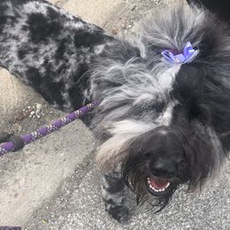 Goldendoodles from Pearls Perfect Pups