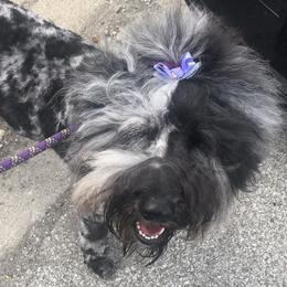 Goldendoodles from Pearls Perfect Pups