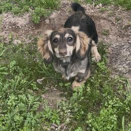 Dachshund All Grown Up from CBL Doxies