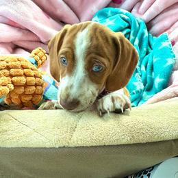 Dachshund Puppies from Witchy Woman’s Wiener’s
