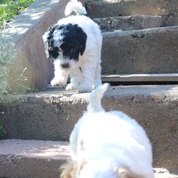 Cavapoo Puppies from California Doodles (central coast)