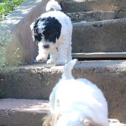 Cavapoo Puppies from California Doodles (central coast)