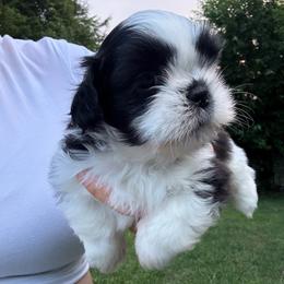 Boy Green Collar - Black and white male Shih Tzu puppy in Pennsylvania from Luxe Shih Tzu Boutique