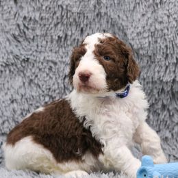 Poodle Puppies from Absolutely Pampered Poodles