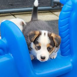 American Corgi Puppies from Wigglebutts American Corgis