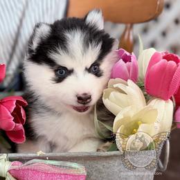 JoeJoe - Black and white male Pomsky puppy in Greeley, Colorado from Monarch Pomskies | Northern Colorado