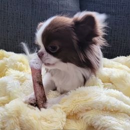 Halo - Chihuahua