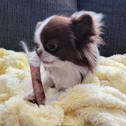Halo - Chihuahua