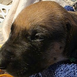 Girl 4 - Rd whtn blk nose female Rhodesian Ridgeback puppy in Erie, Pennsylvania from Anjari's Ridgebacks