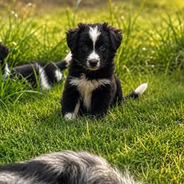 Harvey - Black & white male Miniature Australian Shepherd puppy in Jones, Oklahoma from J&R Aussies/Shih Tzu