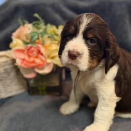 Zepplin - Liver white and tan male English Springer Spaniel puppy in Cookeville, Tennessee from Krossroads Kennel