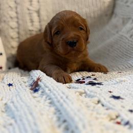 Black Boy - Red  male Goldendoodle puppy in Colorado Springs, Colorado from Simply Mini Goldendoodles