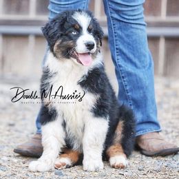 Bolt - Black tri-color male Australian Shepherd puppy in Olivehurst, California from Double M Aussies
